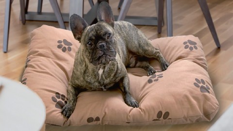 t480_categoryPage_c25_haustierkissen