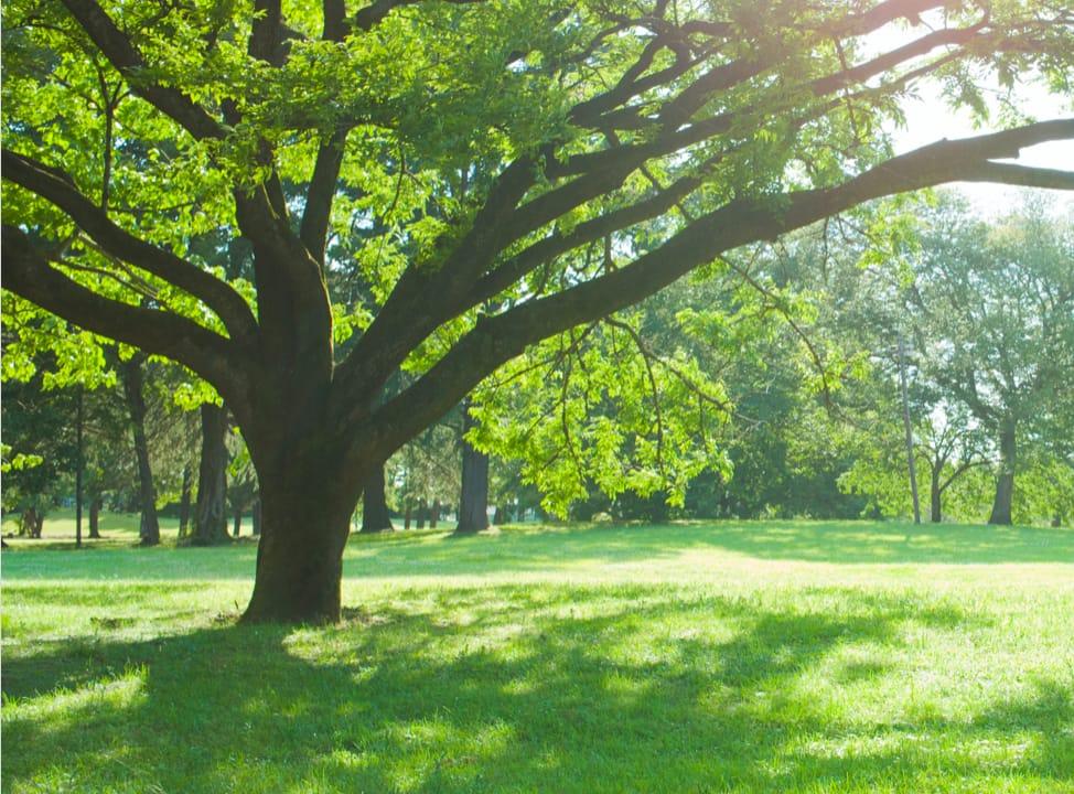 Großer Baum auf Wiese