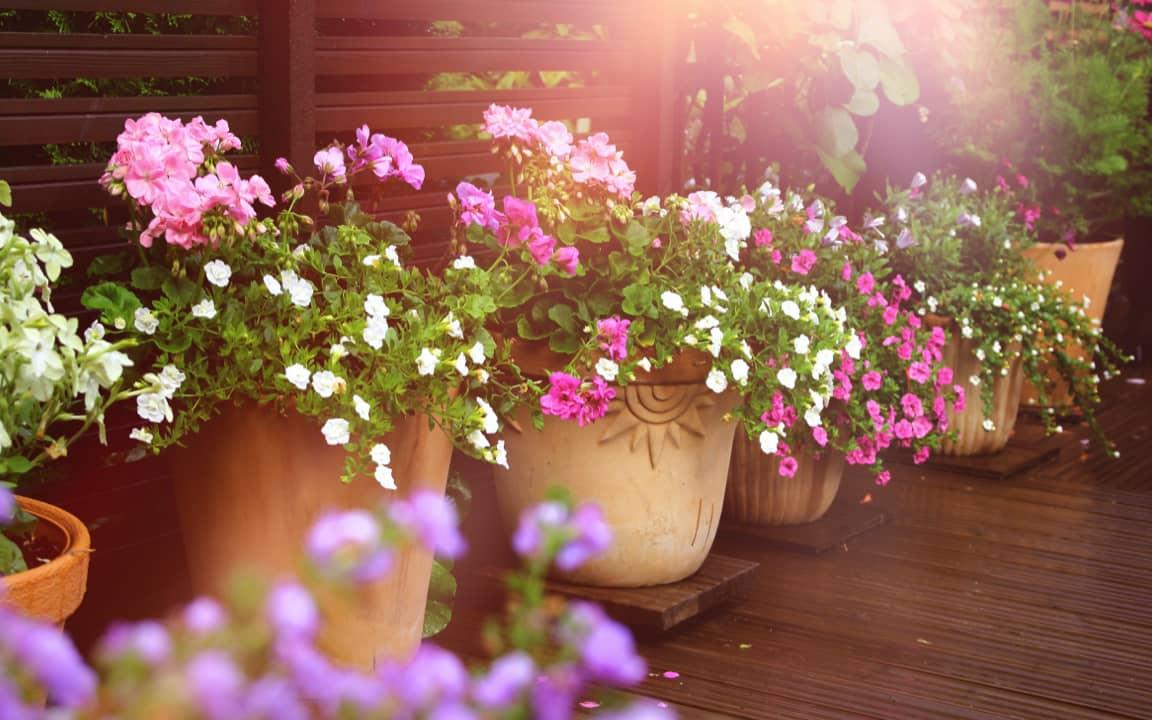 Bunte Blumen in Blumentöpfen