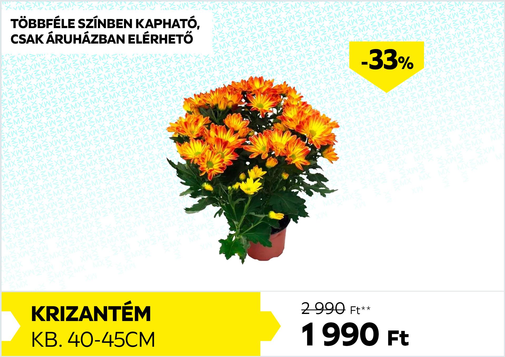Krizantém, kb. 40-45cm 2990Forint helyett 1990Forint kedvezmény mértéke 33%