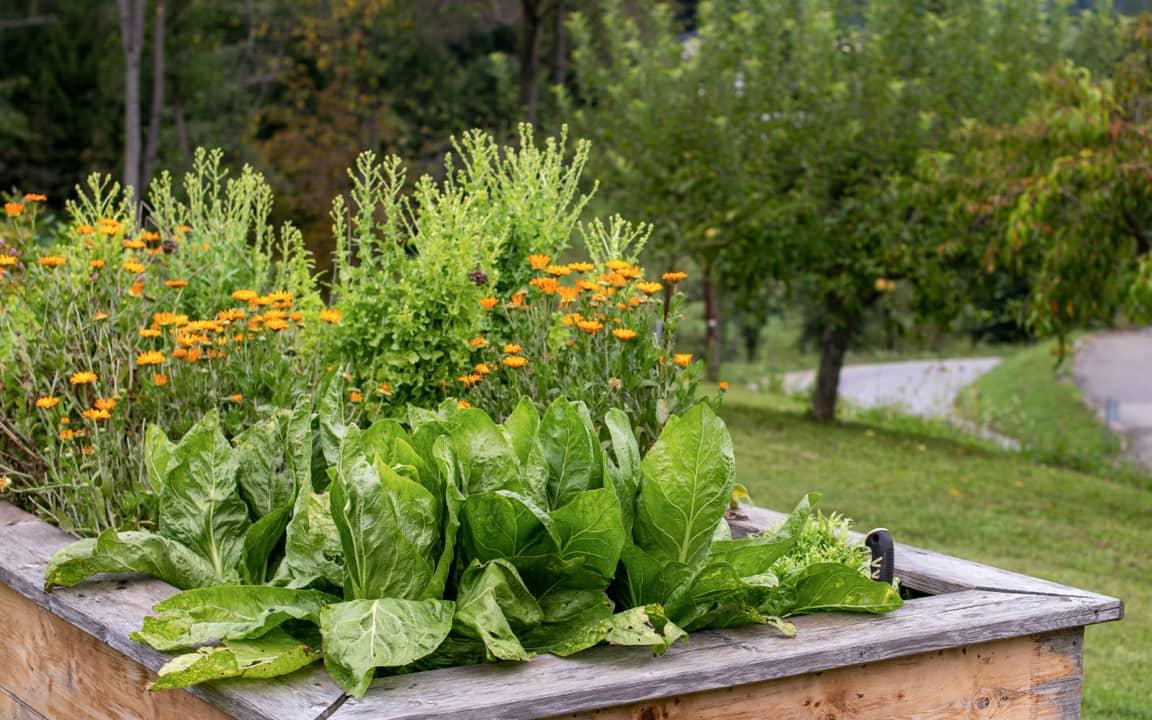 Ein Hochbeet mit Orange blühenden Pflanzen