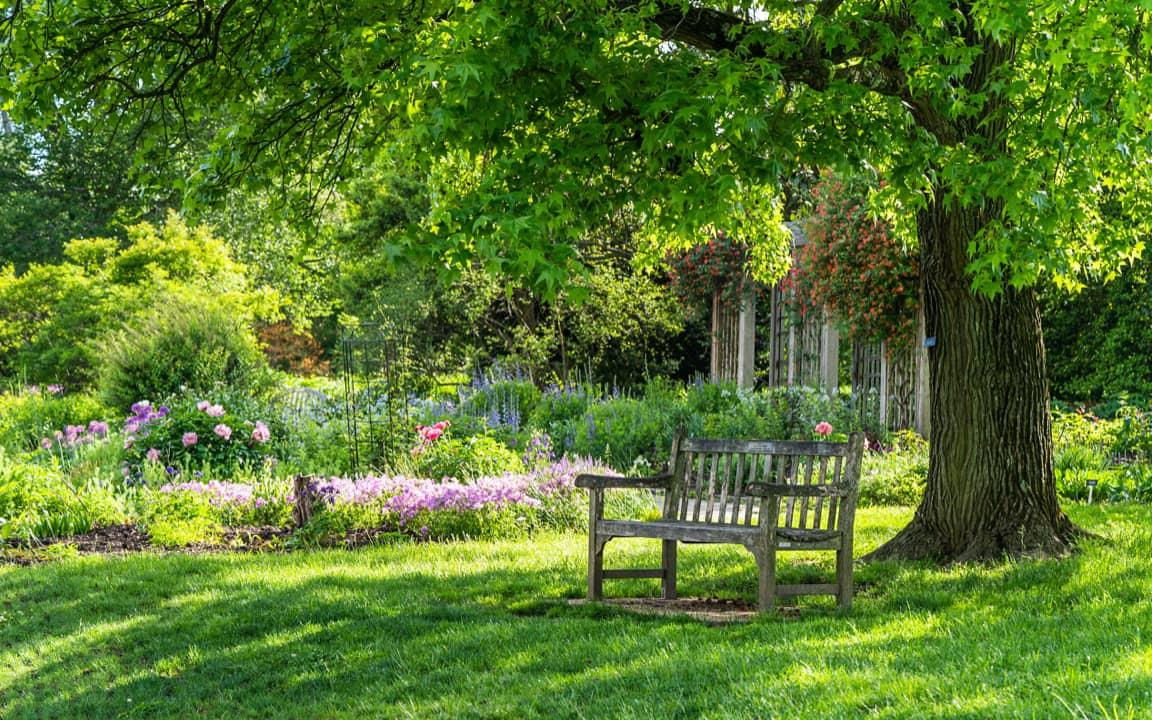 Holzbank unter Laubbaum in Garten neben Blumenbeet
