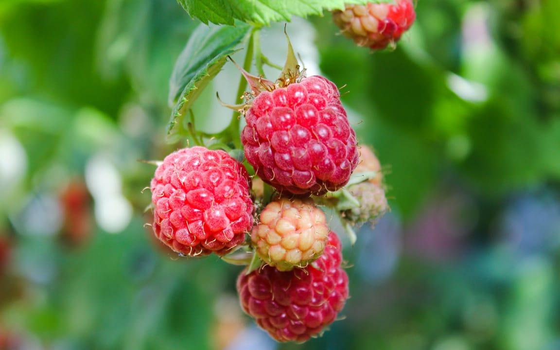 Nahaufnahme Himbeeren