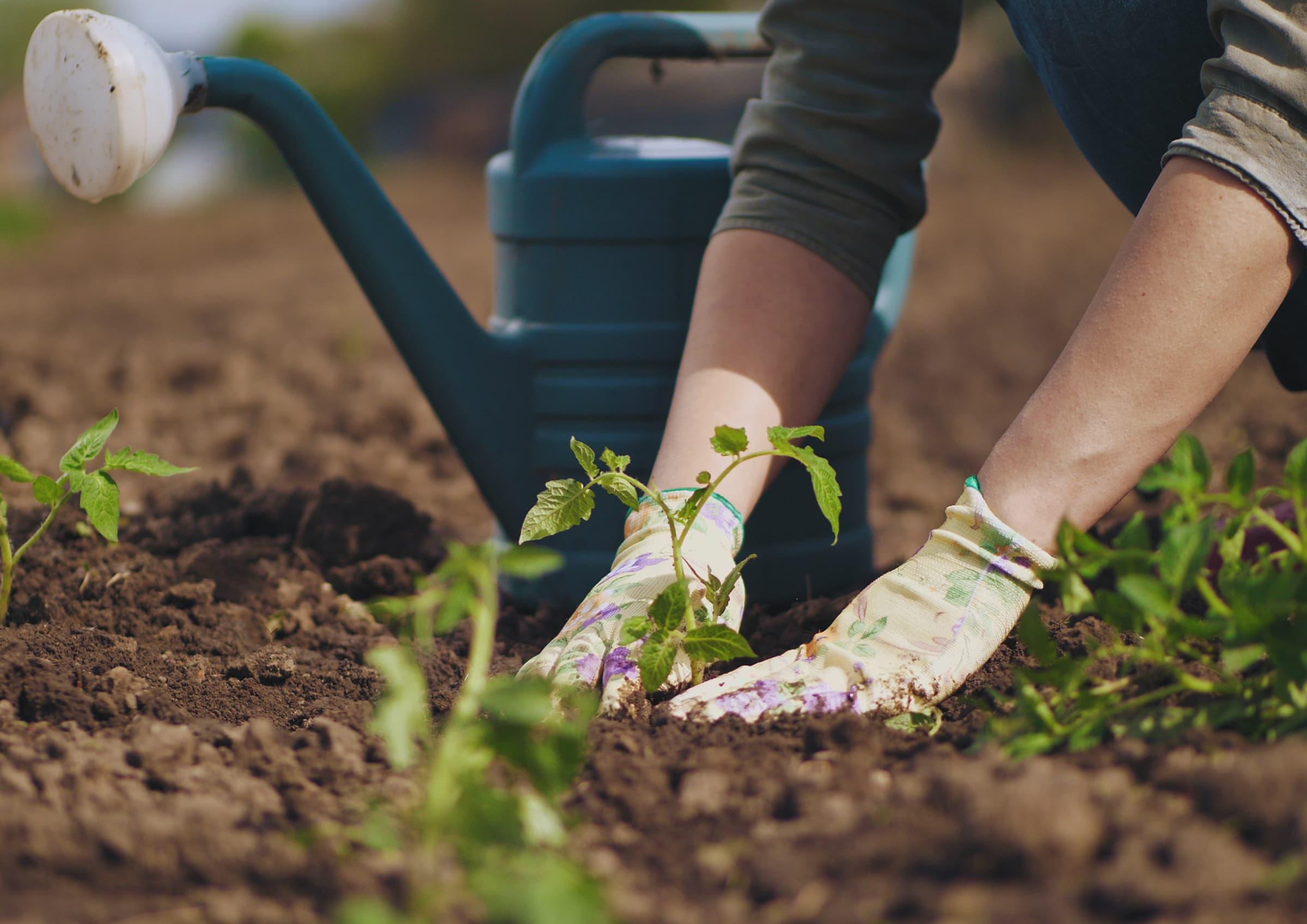 Person setzt Pflanze ein