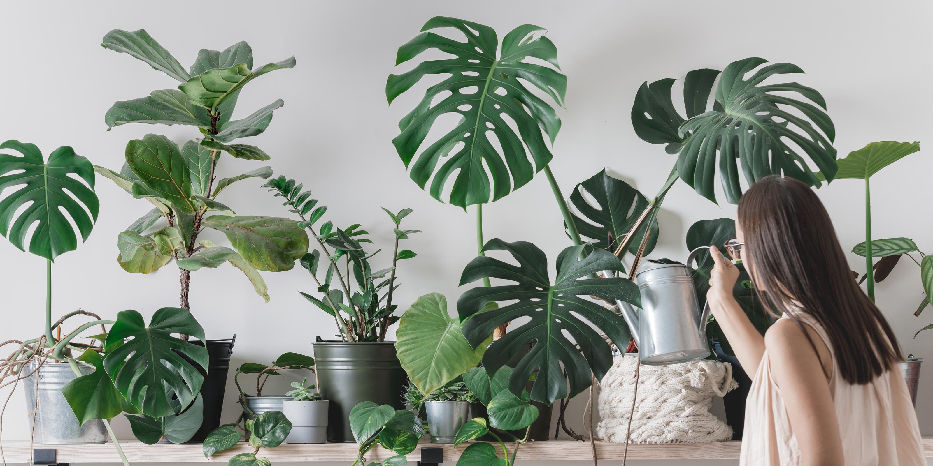 urban jungle, žena polévá květiny