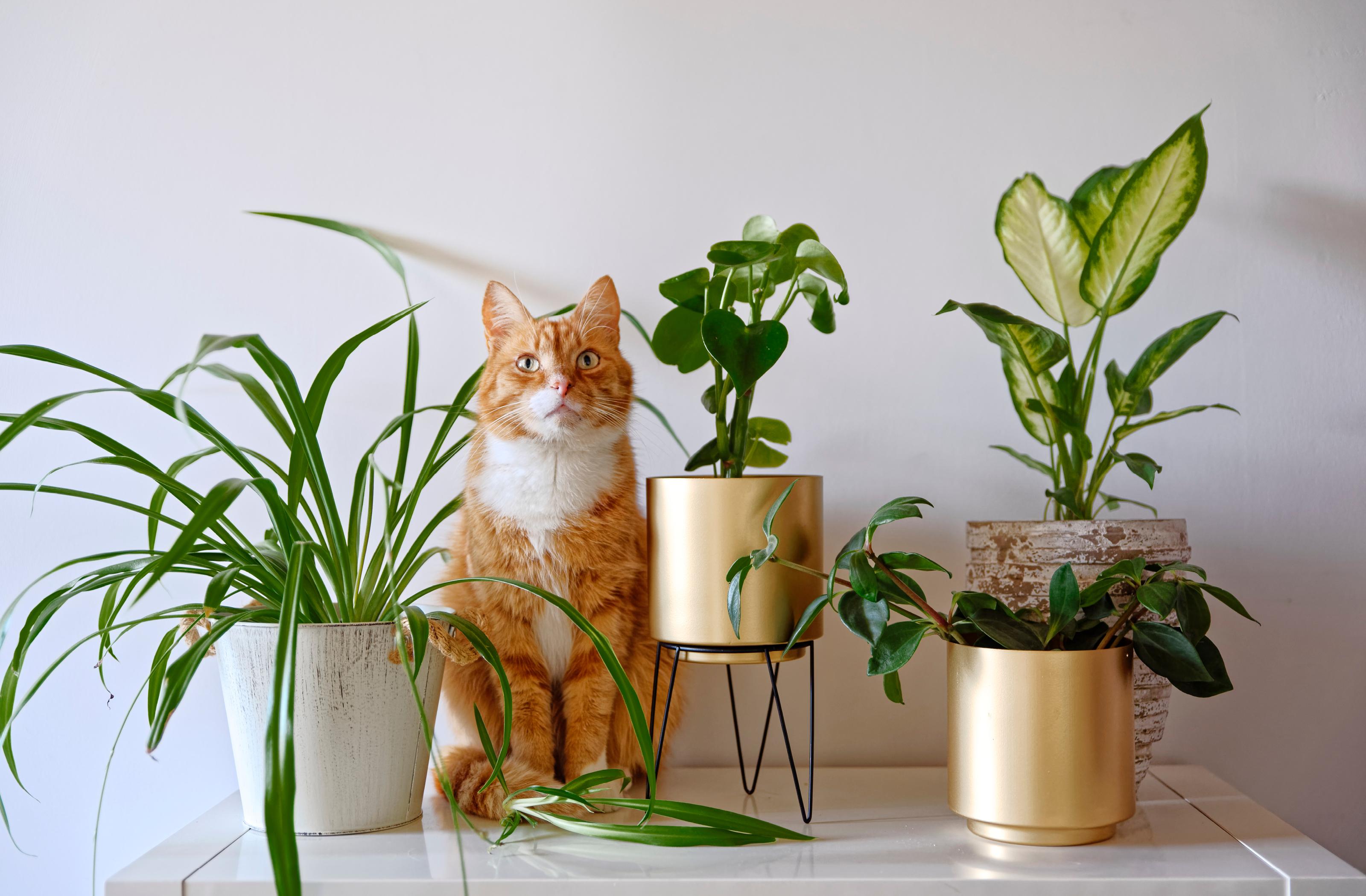 urban jungle, rostliny je třeba přizpůsobovat i domácím zvířatům