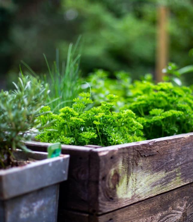 Kräuter in Kräuterbeet