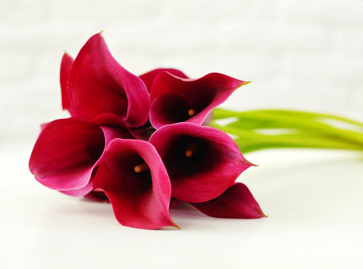 MX-AT-LP-Valentinstag-Lass-Blumen-sprechen-XXX.jpg