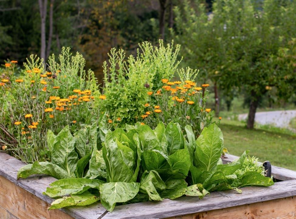 Beet mit verschiedenen Pflanzen und Blumen