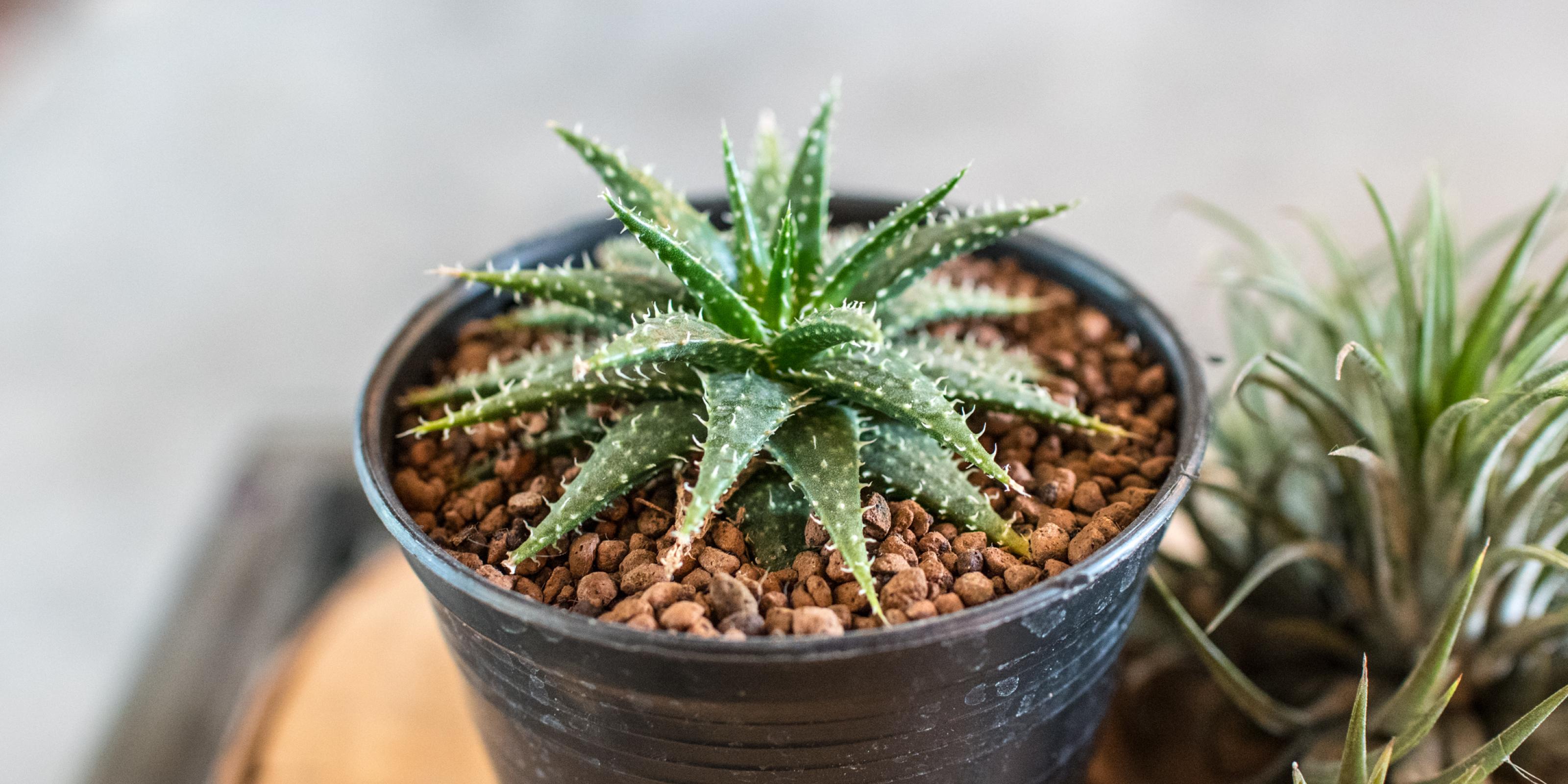 džungľa v meste aloe vera v spálni