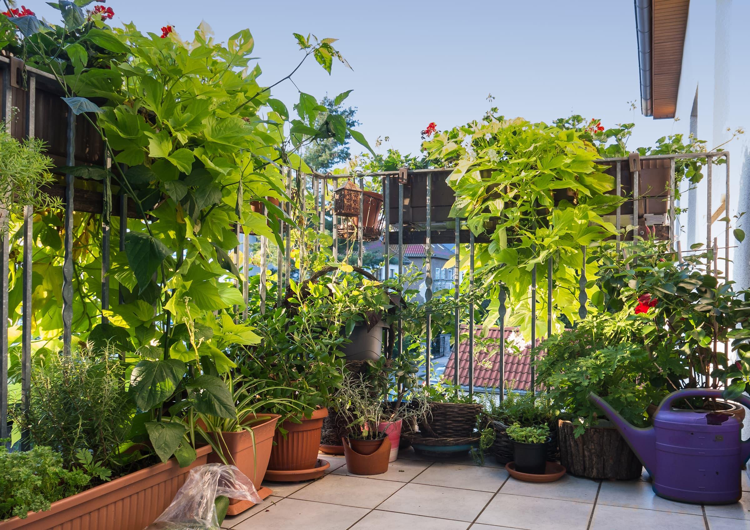 Balkon mit einer Vielfalt an Pflanzen