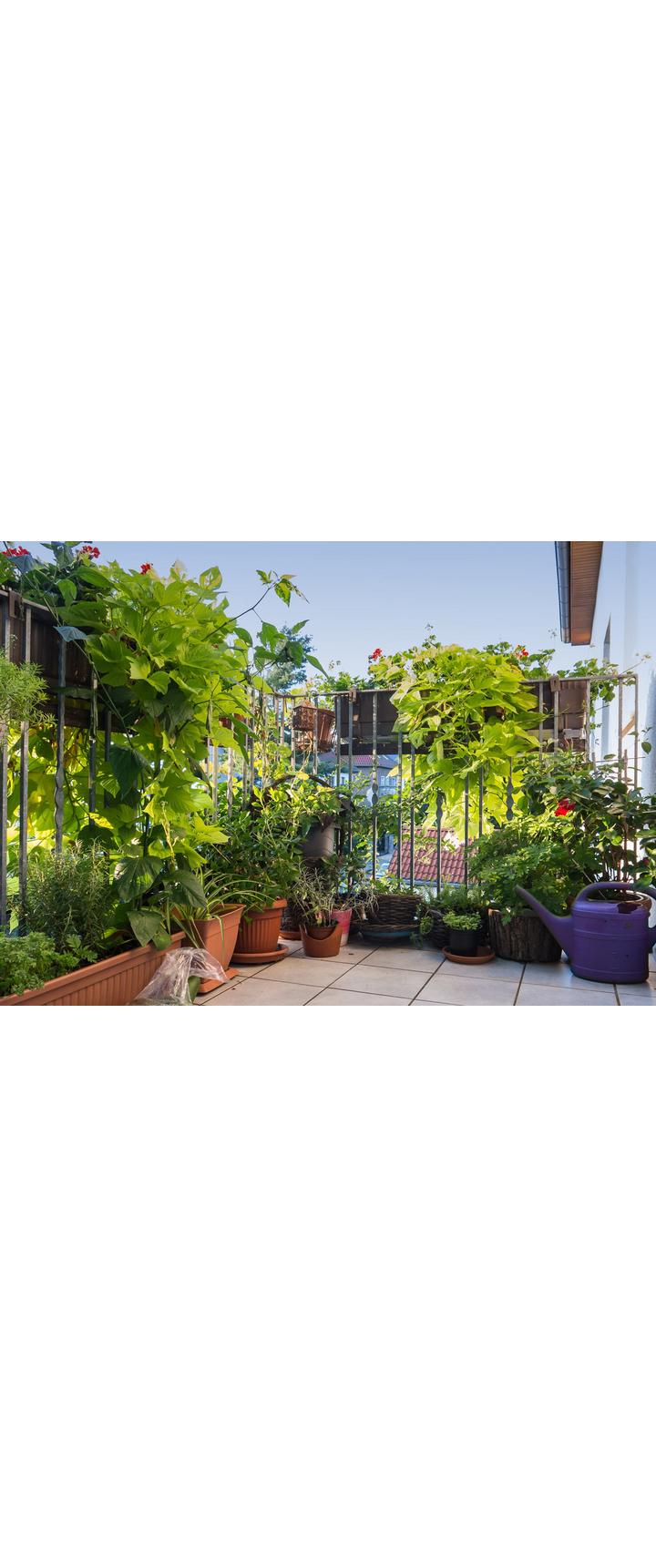 Balkon mit einer Vielfalt an Pflanzen