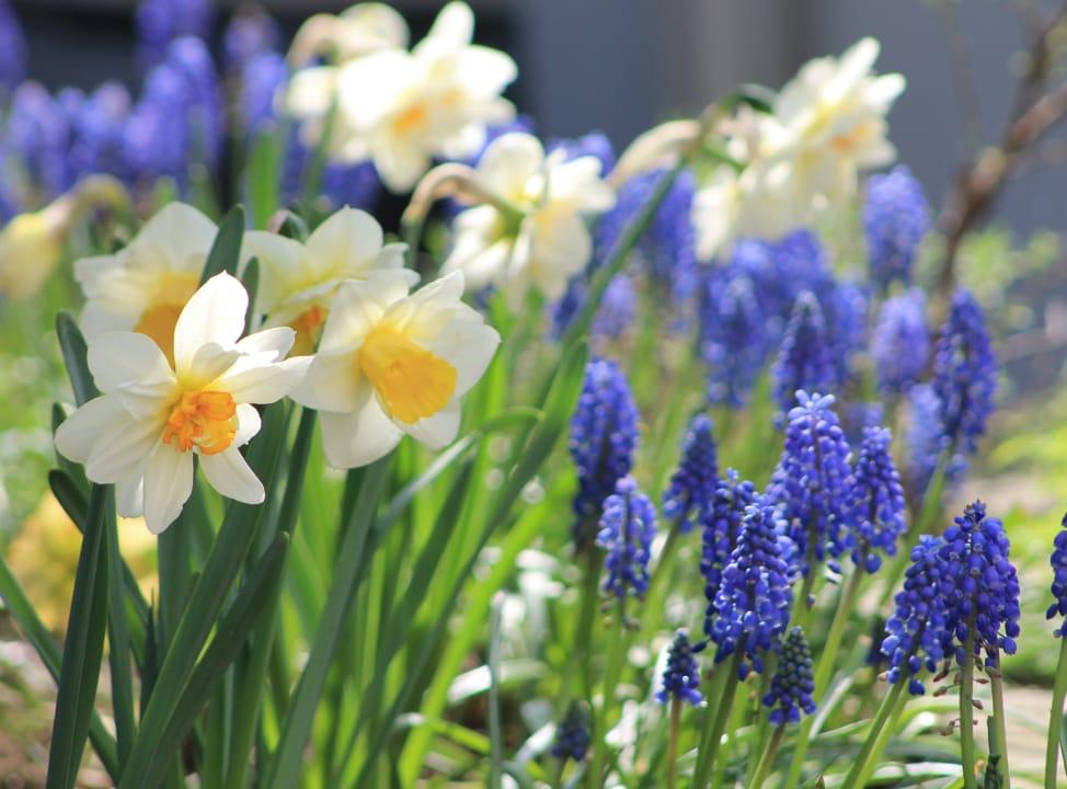 Frühlingsblumen im Garten