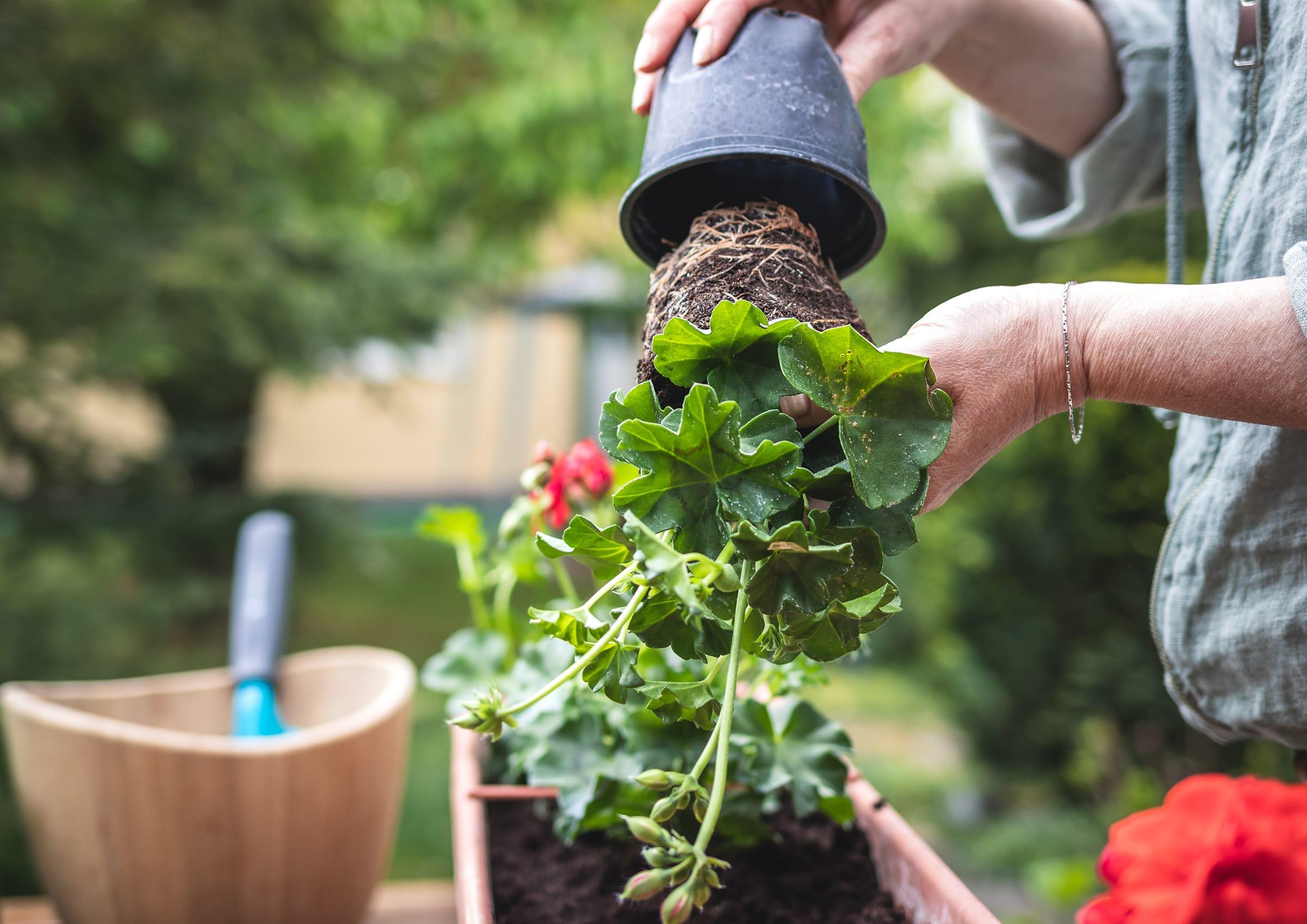 Person topft pflanze um