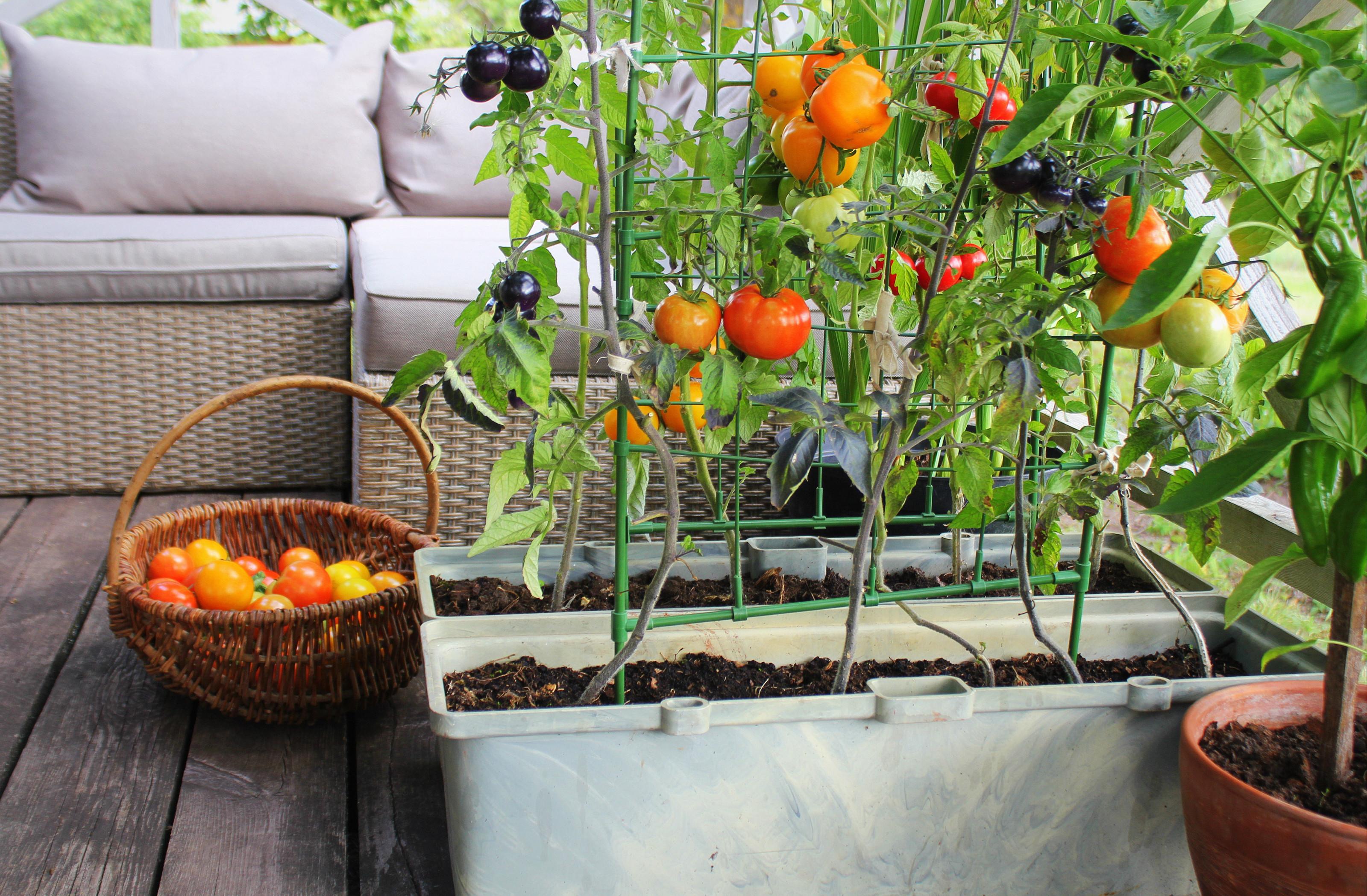 pestovanie paradajok na balkóne, slow living