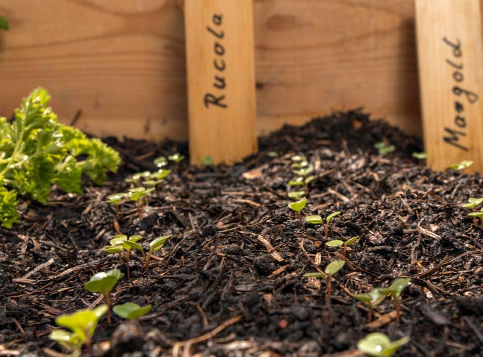 Sprösslinge im Hochbeet