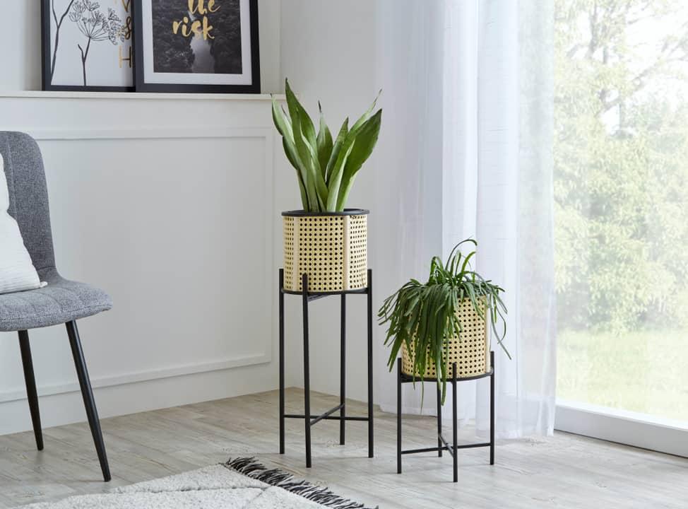 Zimmerpflanzen neben Fenster