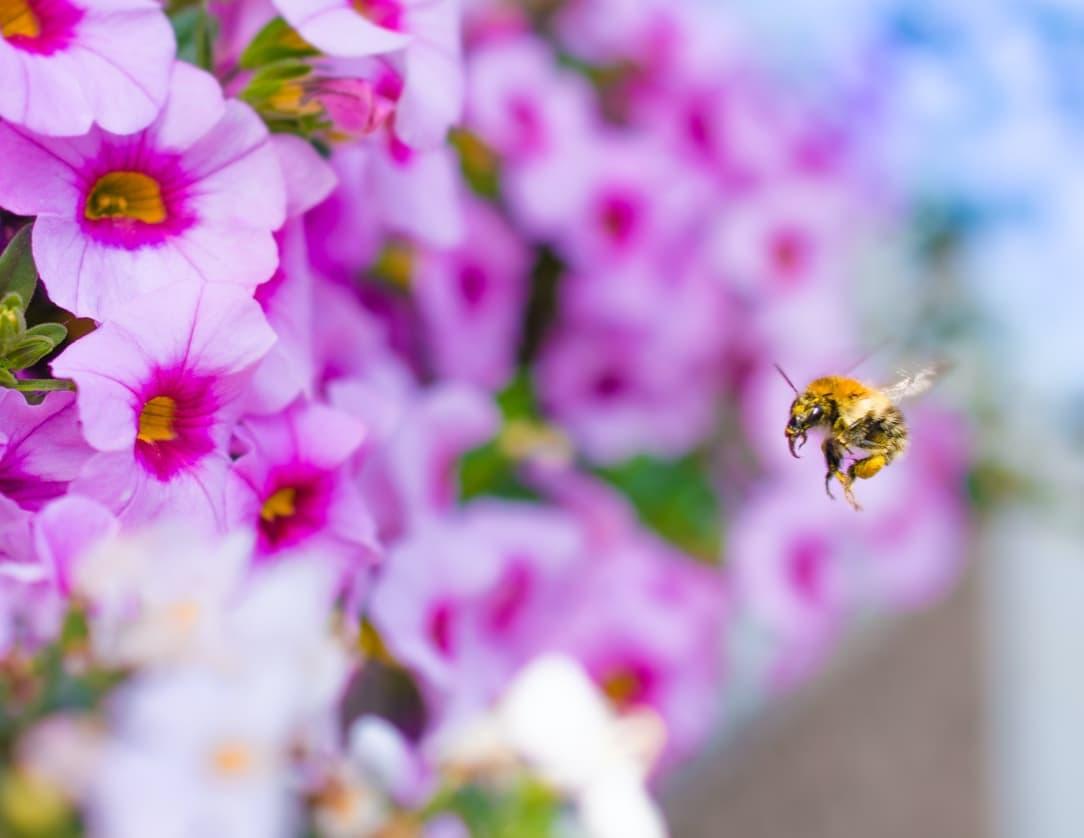 Biene fliegt auf Blume zu