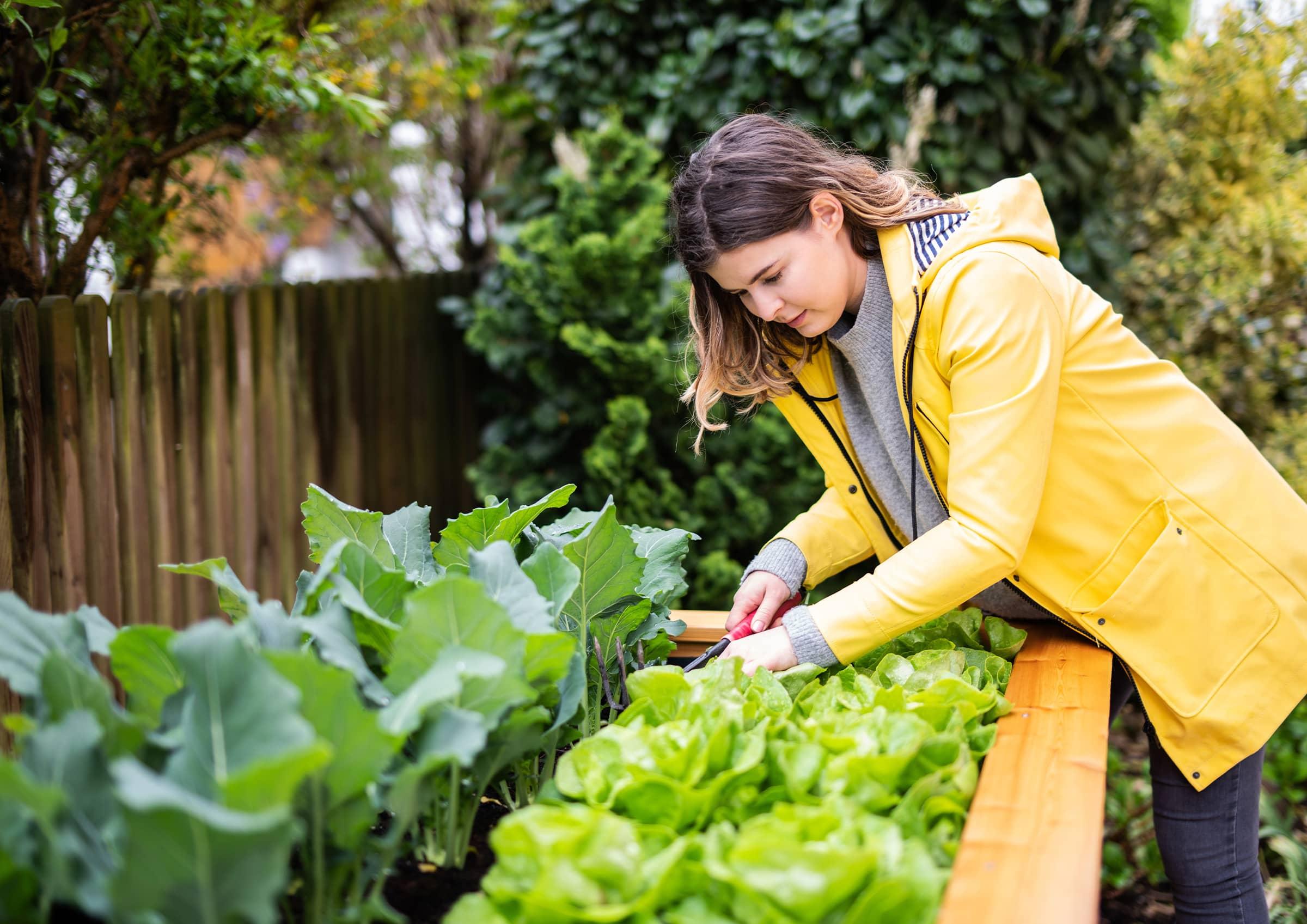 Frau erntet Salat aus Hochbeet