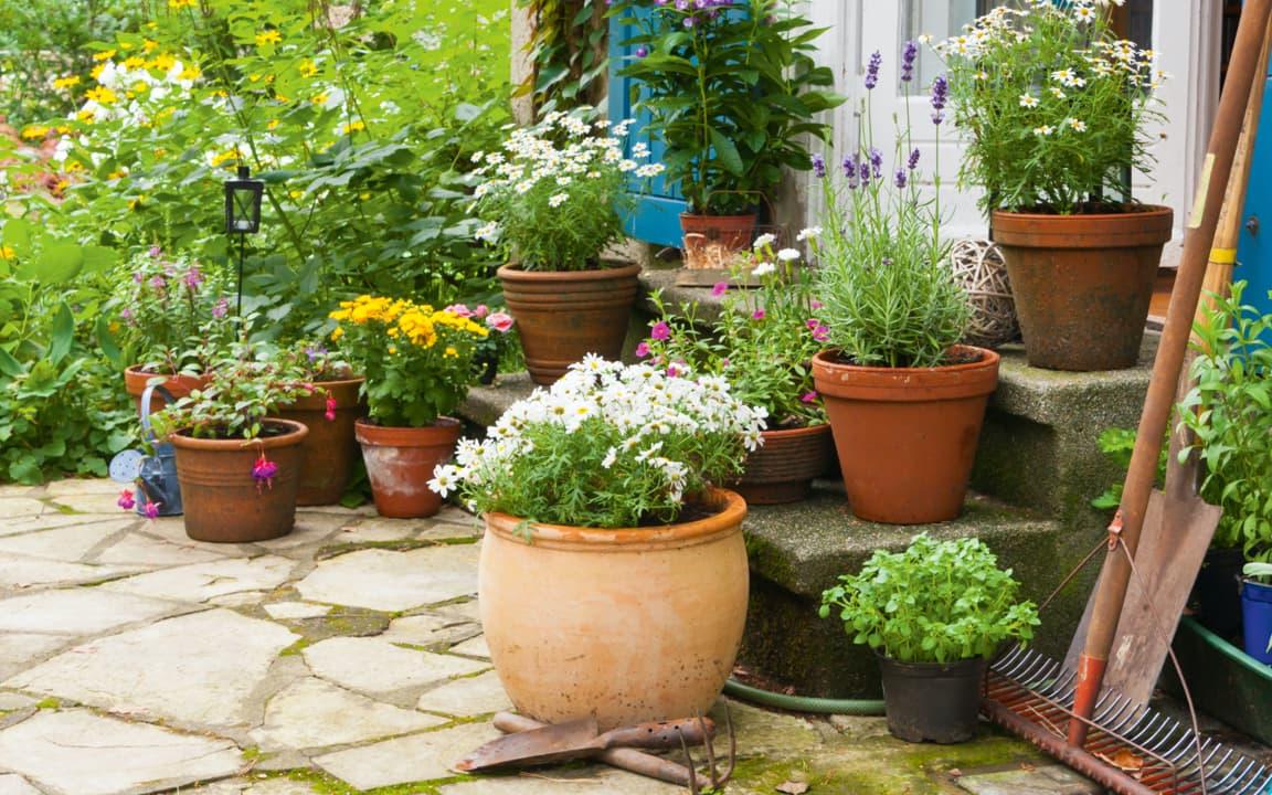 Pflanzen in Töpfen im Garten