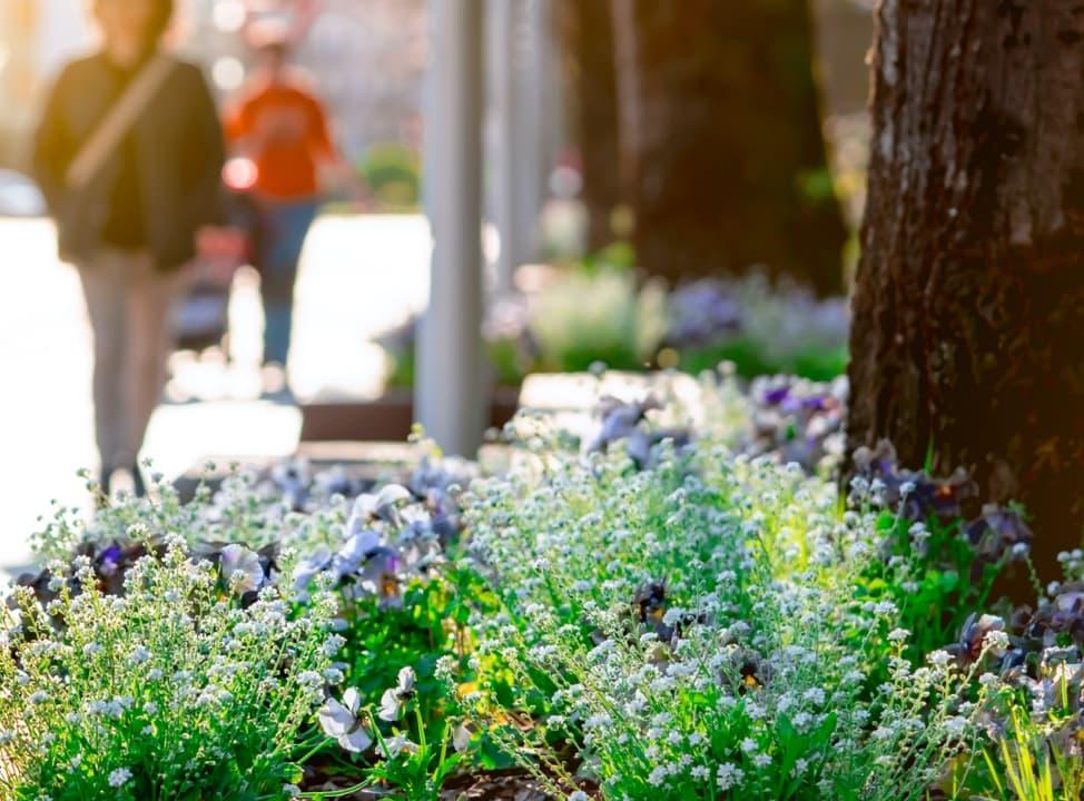 Blumen neben Baum
