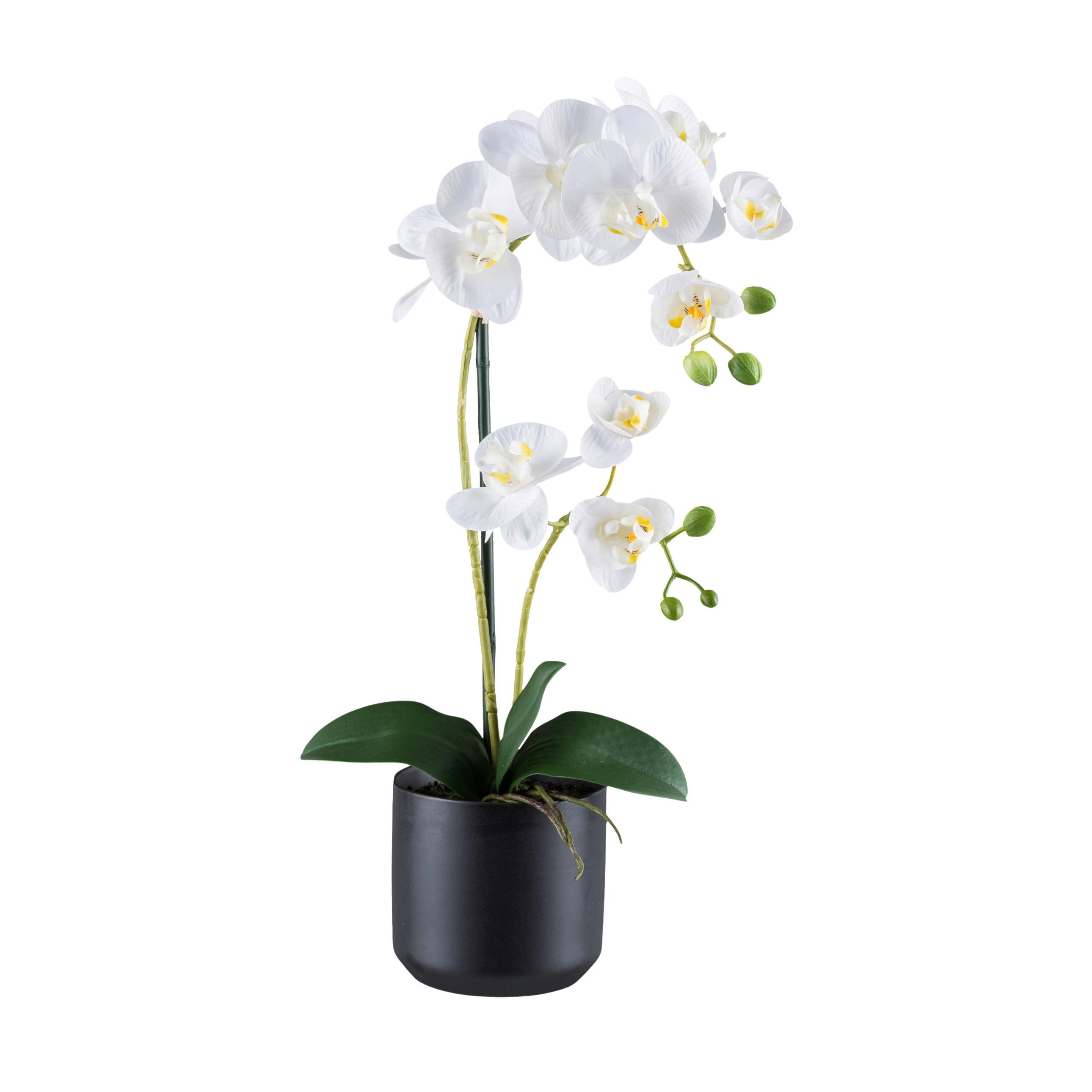 Kunstpflanze Orchideen Grün/Schwarz/Weiß, 50 cm - Schwarz/Weiß, Design, Keramik/Kunststoff (50cm) - P & B