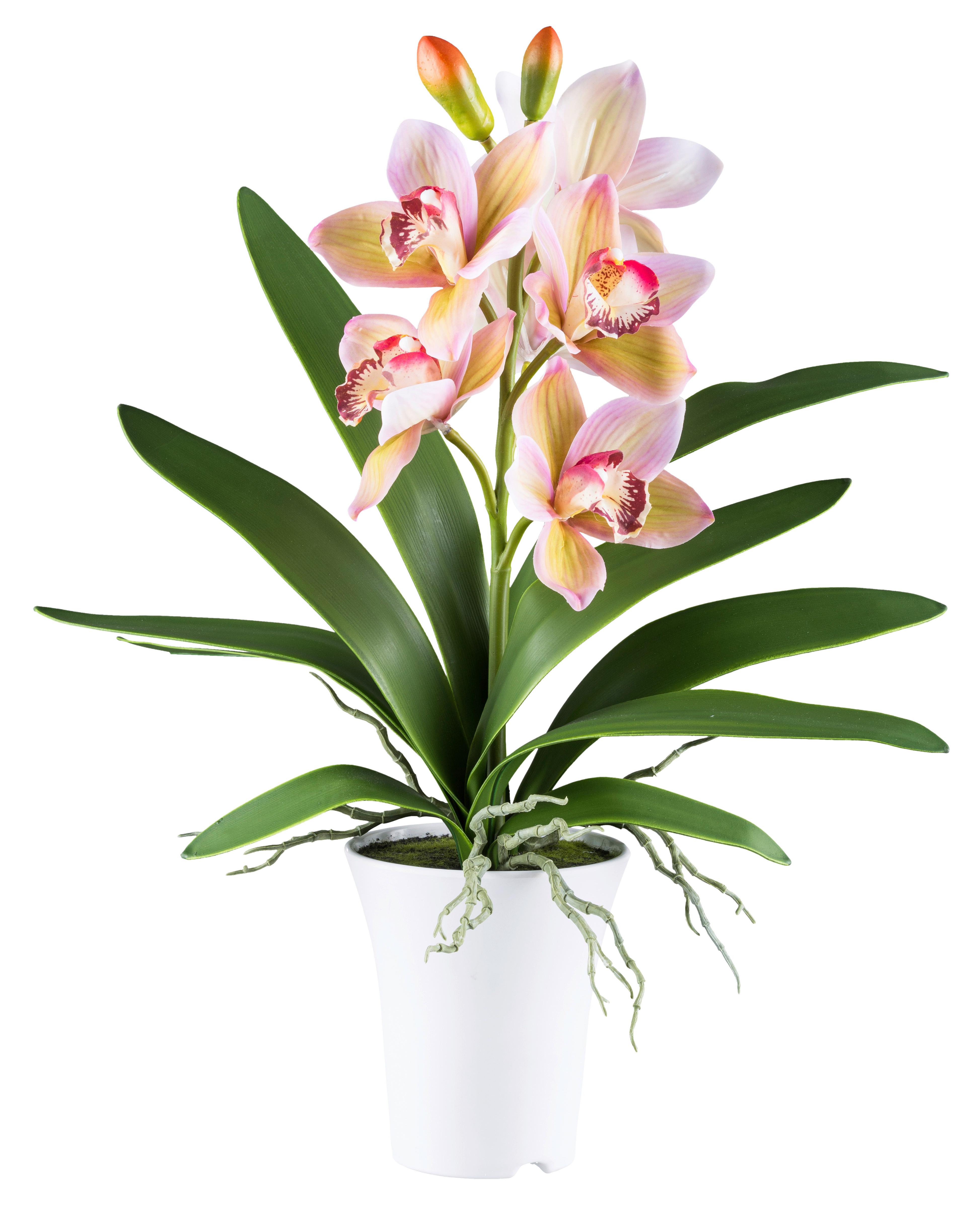 Kunstpflanze Orchideen Grün/Rosa, 53 cm - Rosa/Weiß, Design, Kunststoff (53cm) - P & B