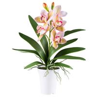 Kunstpflanze Orchideen Grün/Rosa, 53 cm - Rosa/Weiß, Design, Kunststoff (53cm) - P & B