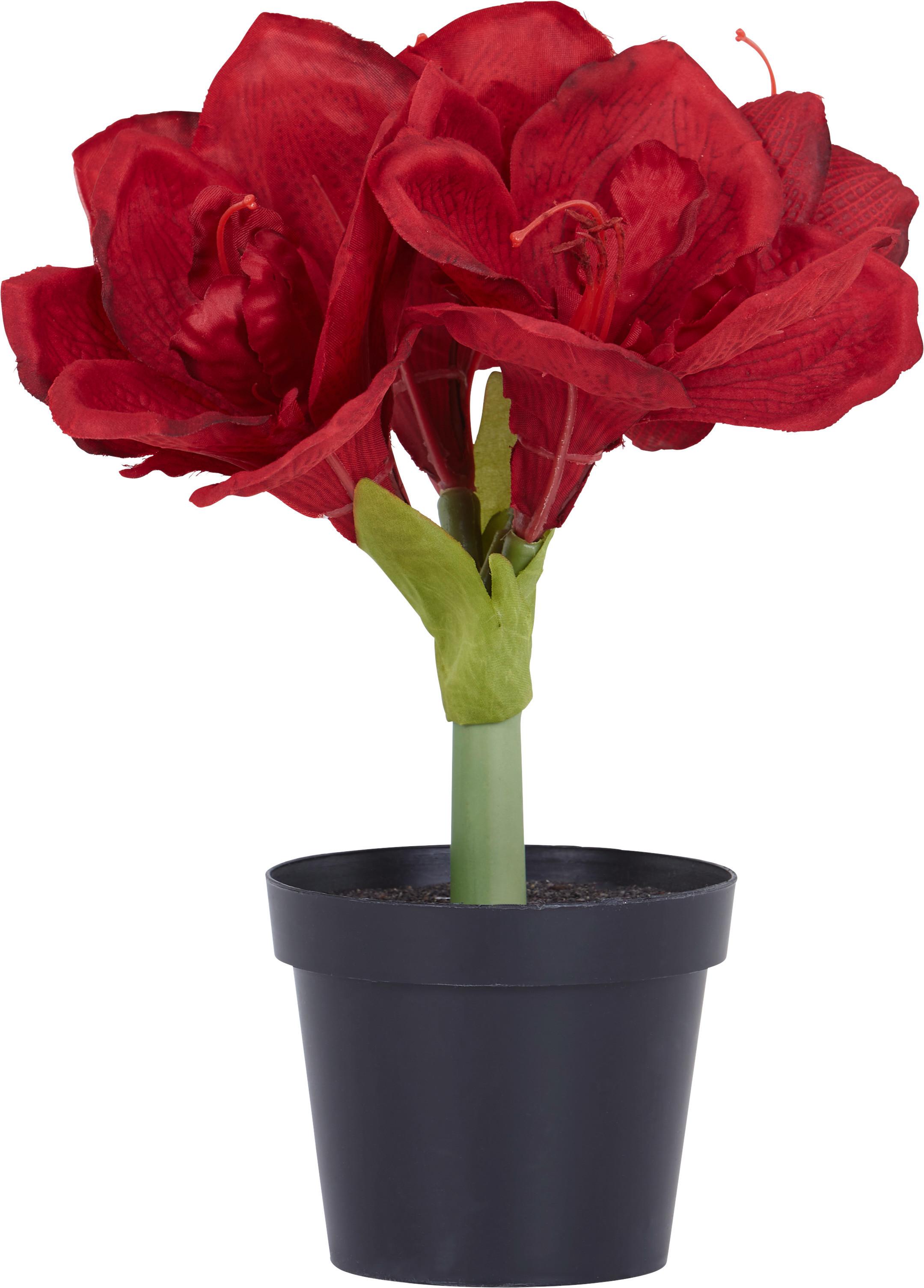 Amaryllis Kunststoff Dunkelrot H: 32 cm - Braun/Grün, KONVENTIONELL, Kunststoff (32cm)