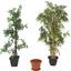 Pflanztopf Irene - Anthrazit/Terra cotta, KONVENTIONELL, Kunststoff (32/32cm) - Ombra Pflanztopf Irene - Anthrazit/Terra cotta, KONVENTIONELL, Kunststoff (32/32cm) - Ombra