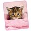 Kuscheldecke Katzenbaby - Rosa, Textil (130/160cm) Kuscheldecke Katzenbaby - Rosa, Textil (130/160cm)