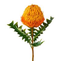 Kunstblume Banksia Orange L: 68 Cm, Ines - Orange/Grün, Trend, Kunststoff (68cm)