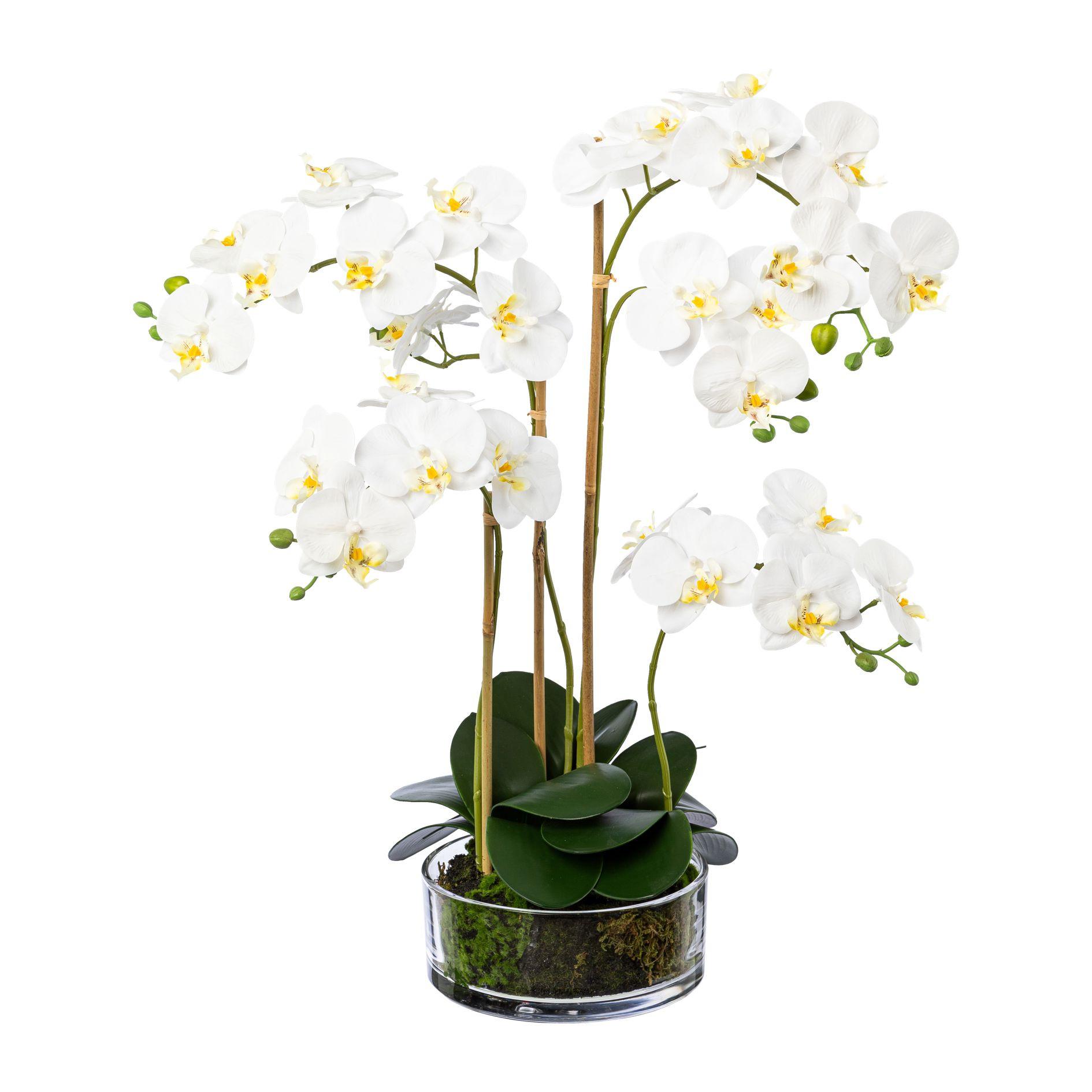 Kunstpflanze Orchidee Weiß, Topf: Glas, H: 50 Cm - Transparent/Weiß, Design, Glas/Kunststoff (50cm) - P & B