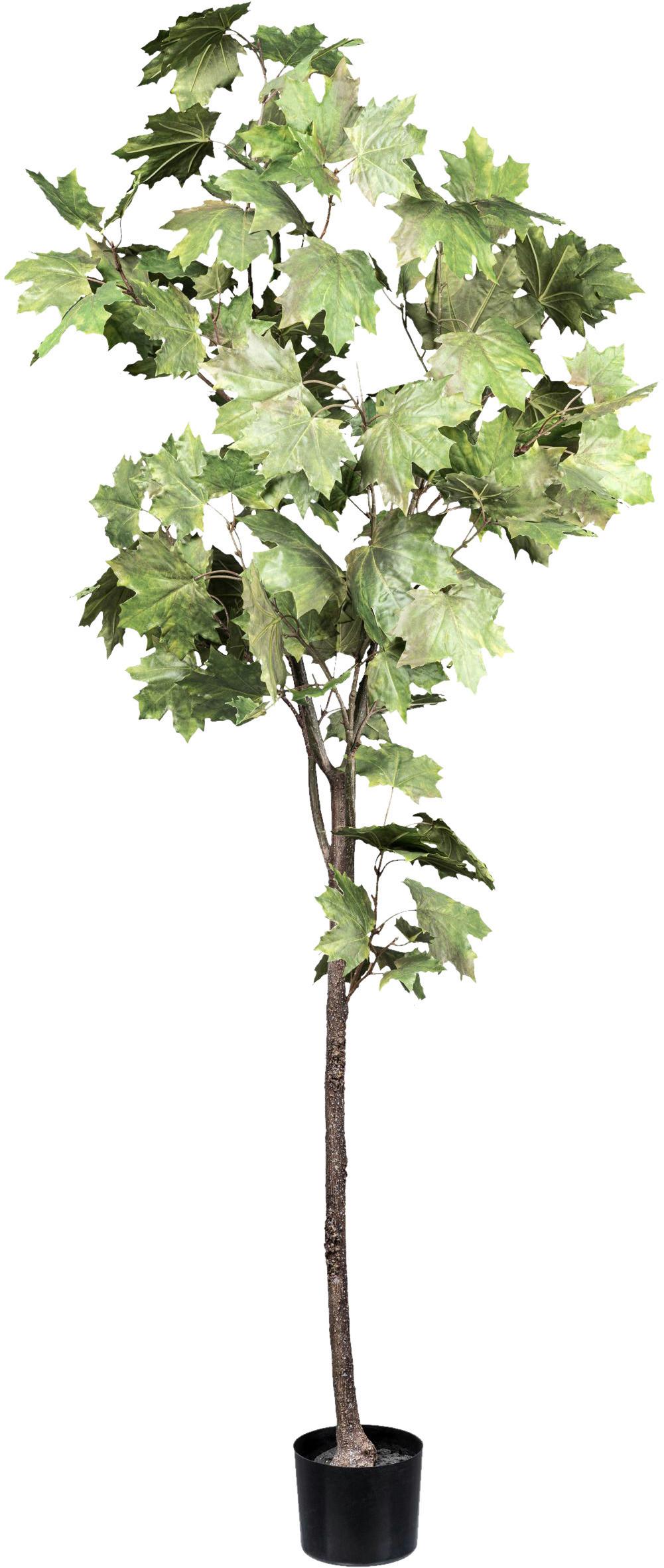 Kunstpflanze Ahorn H: 175 cm - Schwarz/Braun, Design, Kunststoff (175cm)