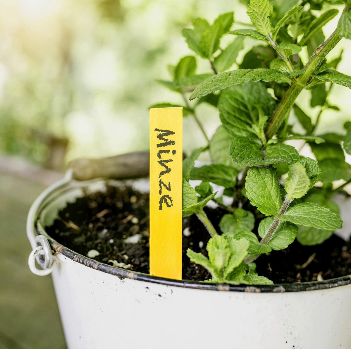 Anzuchttopf 07750 Holz-Stecketiketten - Gelb, Basics, Holz - Windhager