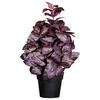 Kunstpflanze Kräuter Schwarz/bordeaux, 30 Cm - Bordeaux/Schwarz, Design, Kunststoff (30cm) - P & B