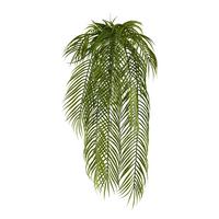 Kunstpflanze Hängepflanzen Grün, 80 Cm - Grün, Design, Kunststoff (80cm) - P & B