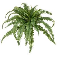 Kunstpflanze Bostonfarn Kunststoff, Grün, D: 100 cm - Grün, Basics, Kunststoff (100cm) - P & B