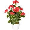 Kunstpflanze Geranie inkl. Topf D: 13 cm - Rot/Weiß, Design, Keramik/Kunststoff (40cm) - P & B