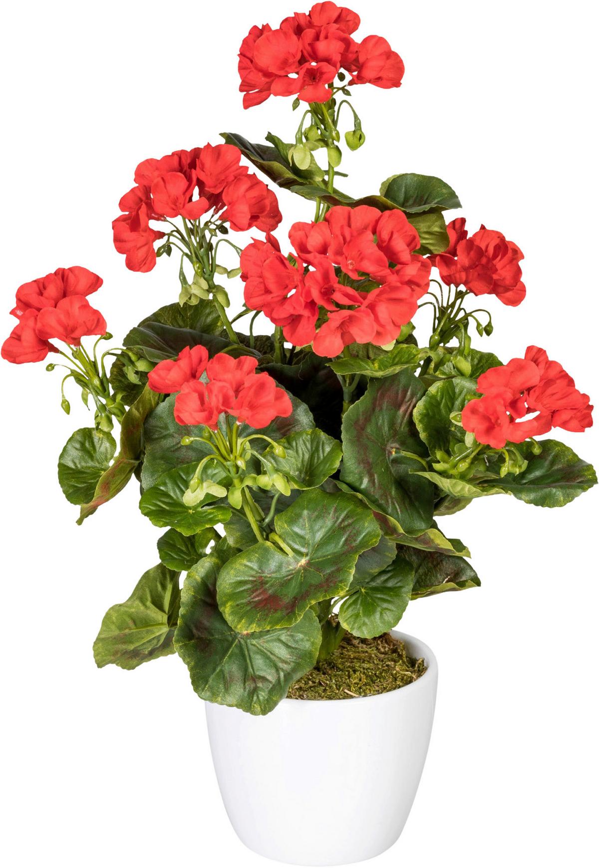 Kunstpflanze Geranie inkl. Topf D: 13 cm - Rot/Weiß, Design, Keramik/Kunststoff (40cm) - P & B