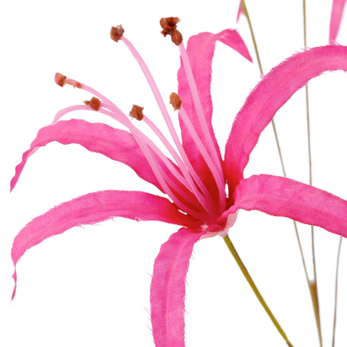 Ľalia NERINE I -PAZ- - pink, Basics (83cm) - Mömax