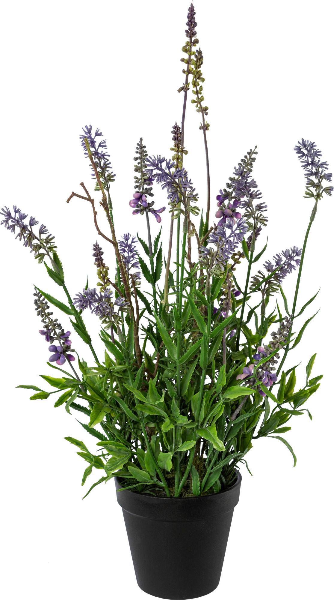 UMĚLÁ ROSTLINA LAVENDEL II  -PAZ- - tmavě zelená/hnědá, Basics (48cm) - Modern Living