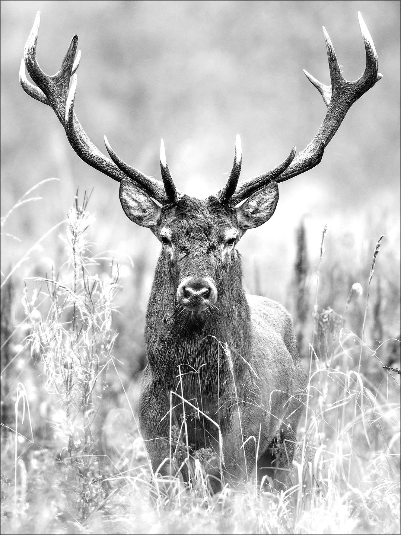 Leinwandbild Grey Deer Head II Hirsch Grau 57x77 cm - Grau, Basics, Holzwerkstoff (57/77/2cm)
