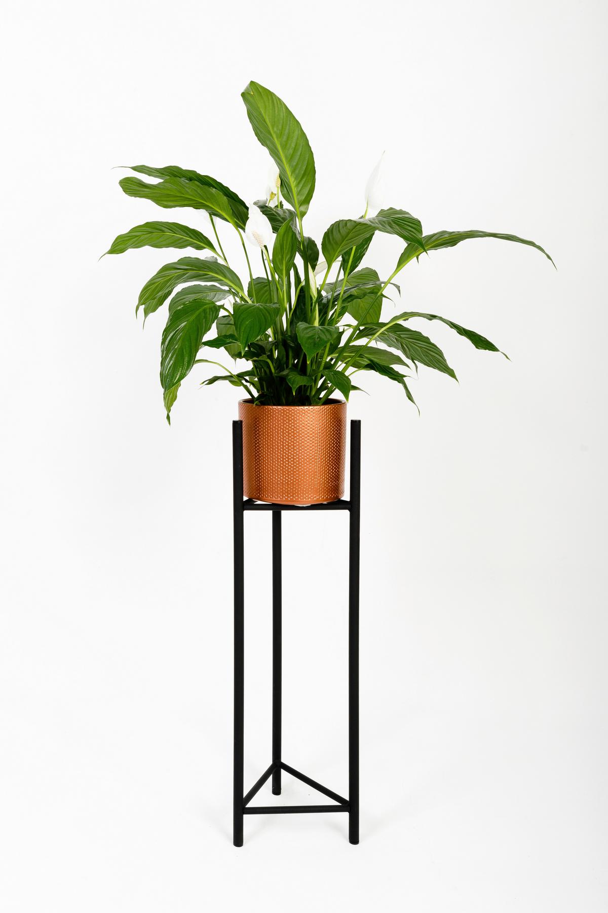 Blumenständer Aluminium Sch - Schwarz, Basics, Metall (23/75/23cm)