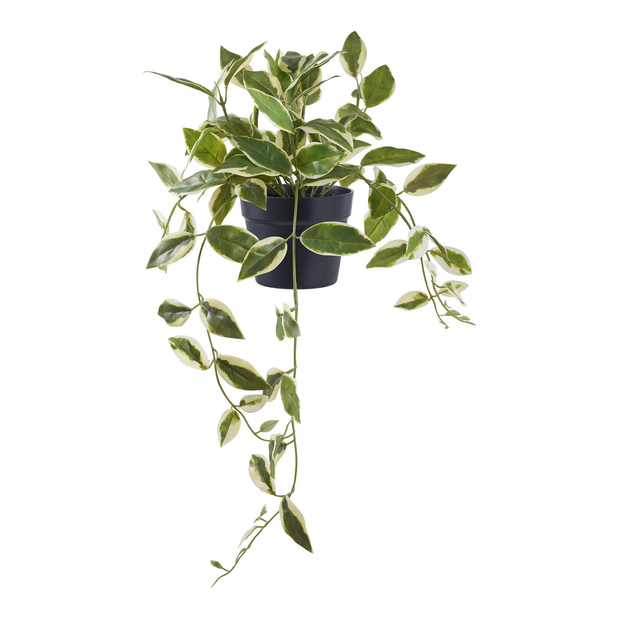 Kunstpflanze Hoya Grün B: 25,5 cm - Grün, Design (25.5/33/25.5cm)