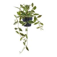 Kunstpflanze Hoya Grün B: 25,5 cm - Grün, Design (25.5/33/25.5cm)