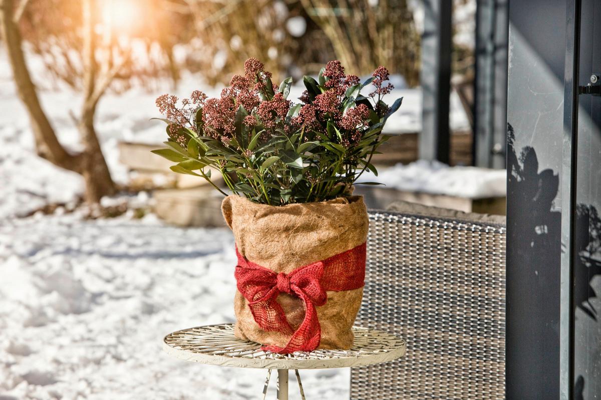 Winterschutz Vliesmatte,150x38 Cm - Naturfarben, Basics, Textil (38/150cm) - Windhager