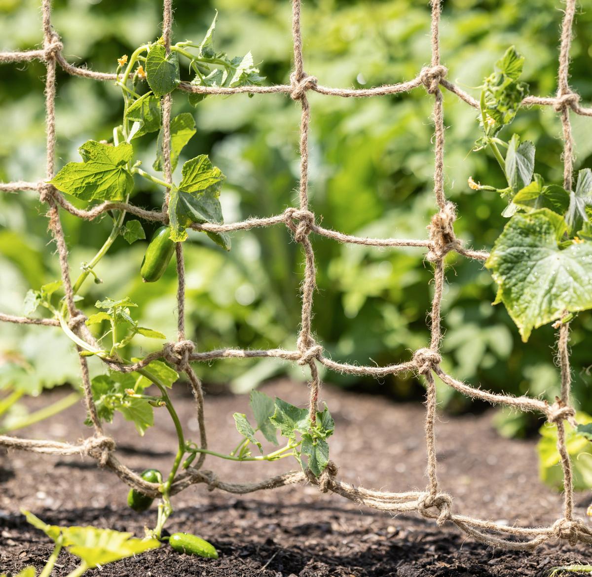 Rankhilfe 07734 Jute Ranknetz 180x90cm - Braun, Basics, Textil (90/180cm) - Windhager