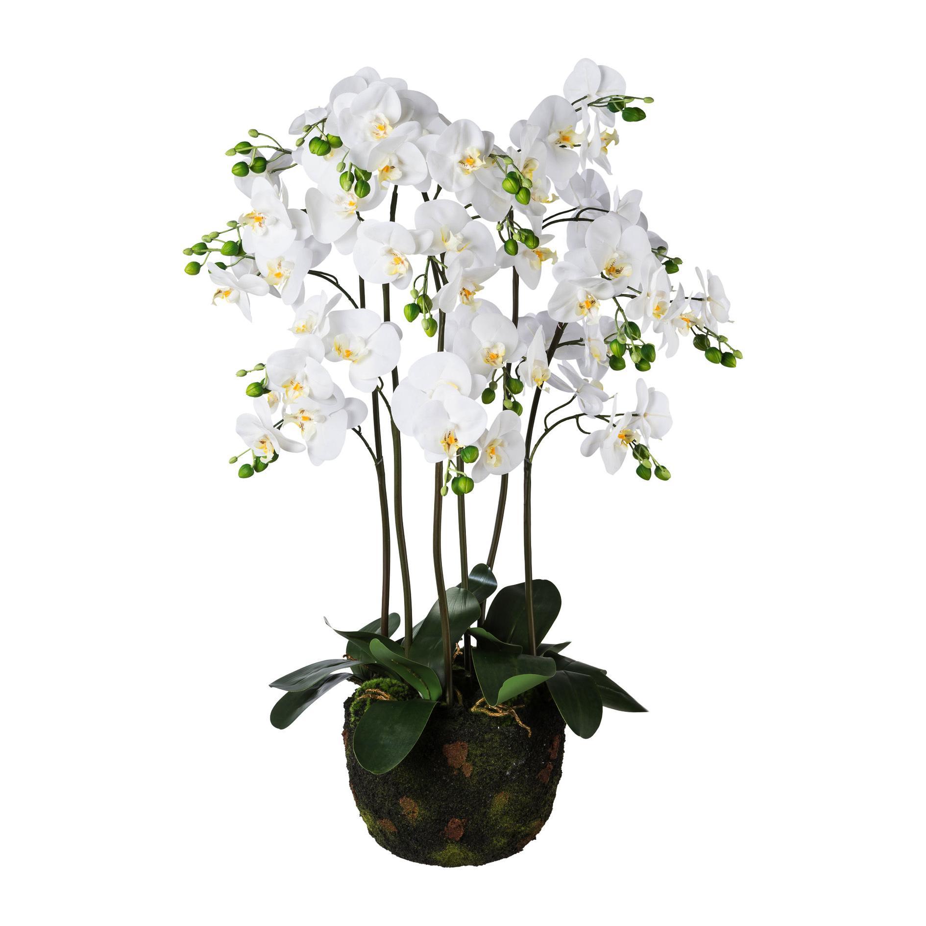 5  x Orchideenblüte creme Blütenköpfe 13 cm Kunstblumen 