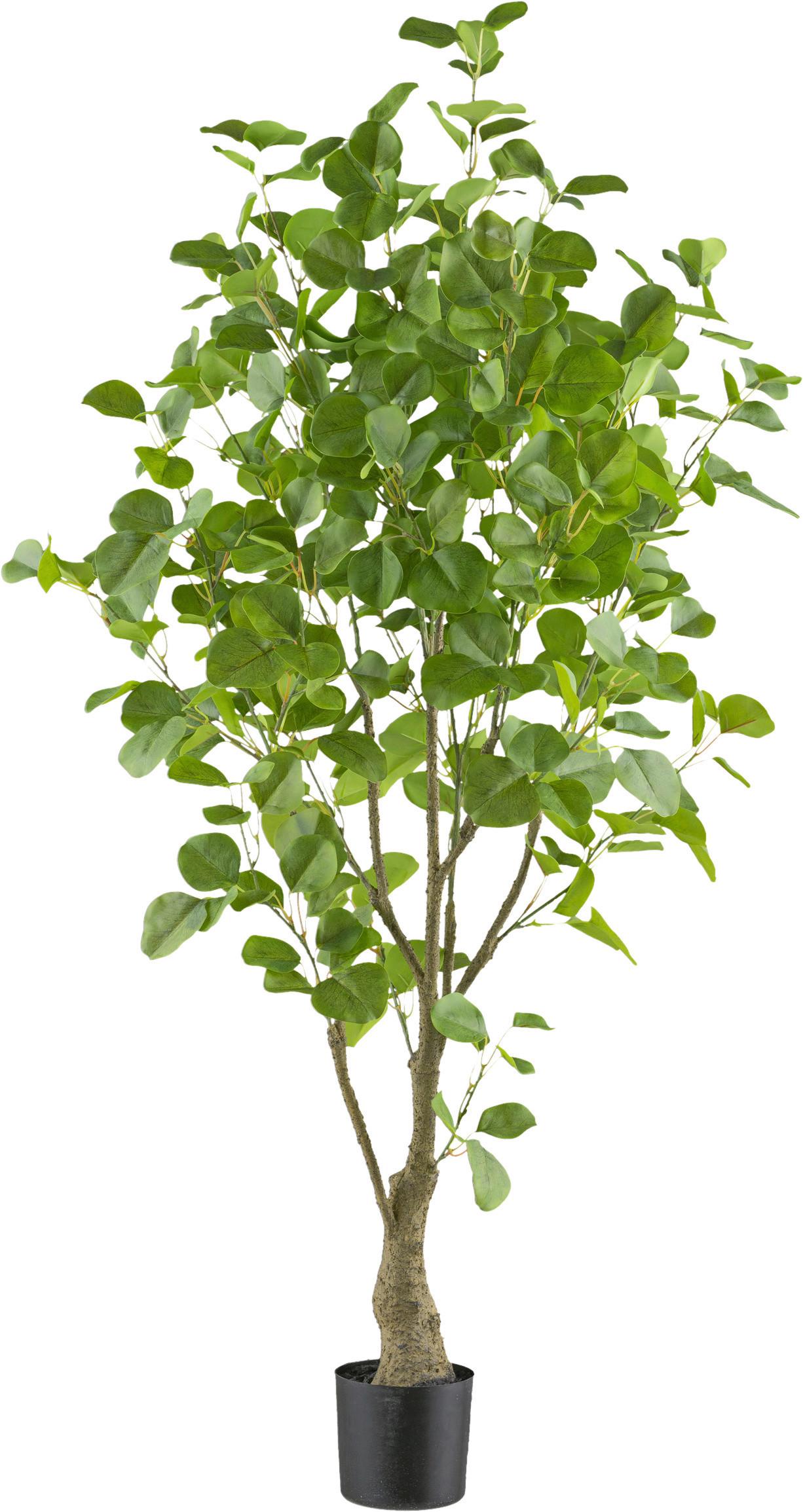 Kunstpflanze Eukalyptus H: 130 cm - Schwarz/Braun, Design, Kunststoff (130cm) - P & B